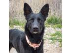 Adopt Sully a German Shepherd Dog, Mixed Breed