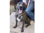 Adopt Theo a American Staffordshire Terrier, Mixed Breed