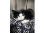 Adopt Benny a Domestic Short Hair