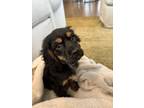 Adopt Root beer ***FOSTER HOME*** a Cocker Spaniel