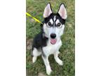 Adopt Stevie a Husky