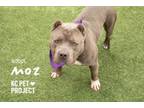 Adopt Moz a Pit Bull Terrier, Mixed Breed