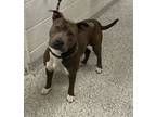 Adopt Legend a Pit Bull Terrier, Mixed Breed