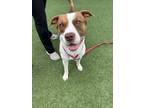 Adopt Duluth a Pit Bull Terrier, Mixed Breed