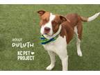 Adopt Duluth a Pit Bull Terrier, Mixed Breed