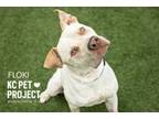 Adopt Floki a Pit Bull Terrier, Mixed Breed