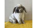 Adopt Stewart - Claremont Location a Holland Lop