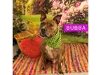 Adopt Bubba a Pit Bull Terrier