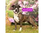 Adopt Hogan a Pit Bull Terrier