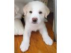 Adopt Bodie a Great Pyrenees, Cattle Dog