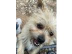 Adopt Scruffy and Peanut (Bonded Pair) a Terrier