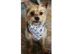 Adopt Alex NKA Charlie a Yorkshire Terrier