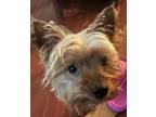 Adopt Mack a Yorkshire Terrier