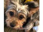 Adopt Mack a Yorkshire Terrier