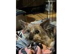 Adopt Motley a Yorkshire Terrier
