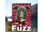 Adopt Fuzz a Great Pyrenees, Border Collie