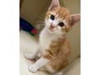 Adopt Curtis a Domestic Short Hair