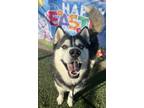 Adopt Ringo Star a Siberian Husky