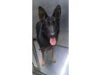 Adopt Hercules a German Shepherd Dog