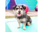 Adopt Barney a Wirehaired Dachshund, Mixed Breed