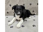 Adopt Otto a Shetland Sheepdog / Sheltie, Border Collie