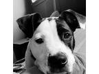 Adopt Oreo Pete a Pit Bull Terrier