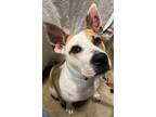 Adopt Louisville "Louie" Slugger a Pit Bull Terrier