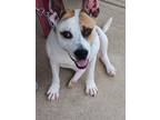 Adopt Louisville "Louie" Slugger a Pit Bull Terrier