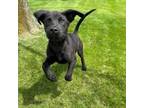 Adopt Maxx a Black Labrador Retriever