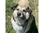 Adopt Kovu a German Shepherd Dog, Great Pyrenees