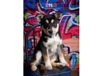 Adopt Emmett a Australian Cattle Dog / Blue Heeler