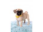 Adopt Funyun a Pug