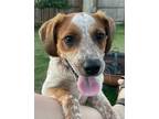 Adopt Levi a Cattle Dog, Mixed Breed