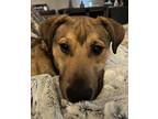 Adopt Leo a Rottweiler, Rhodesian Ridgeback