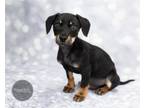 Adopt Mork - NEW a Dachshund