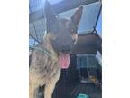 Adopt Scrappy a German Shepherd Dog, Mixed Breed