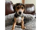 Adopt Rufus a Beagle, Shepherd