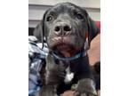 Adopt Bud a Labrador Retriever