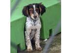 Adopt Waylon a Brittany Spaniel, Beagle