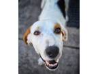Adopt Troy a Treeing Walker Coonhound