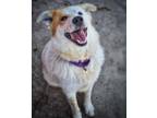 Adopt Pax a Cattle Dog, Great Pyrenees