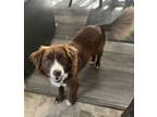 Adopt Brownie a Collie, Corgi