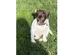 Adopt Eddie a German Shorthaired Pointer