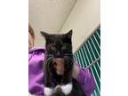 Adopt Tate a Domestic Short Hair