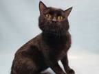Adopt Fred Fred a Domestic Short Hair