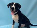 Adopt Doolittle a Great Dane, Mixed Breed