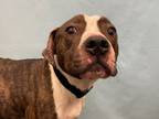 Adopt Cooper a American Staffordshire Terrier, Mixed Breed