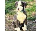 Adopt Blueberry a Australian Shepherd, Beagle