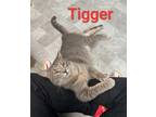 Adopt Tigger a Domestic Short Hair