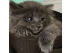 Adopt Tostito a Domestic Long Hair